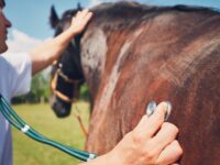 Veterinarian on the farm